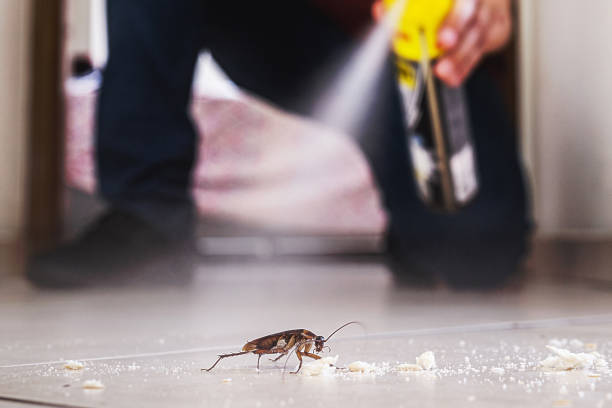 Wasp Removal Services in Pearl River, NY